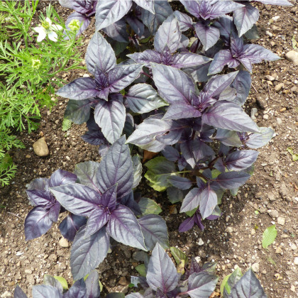 Bazalka pravá červená - Ocimum basilicum - semena bazalky - 200 ks