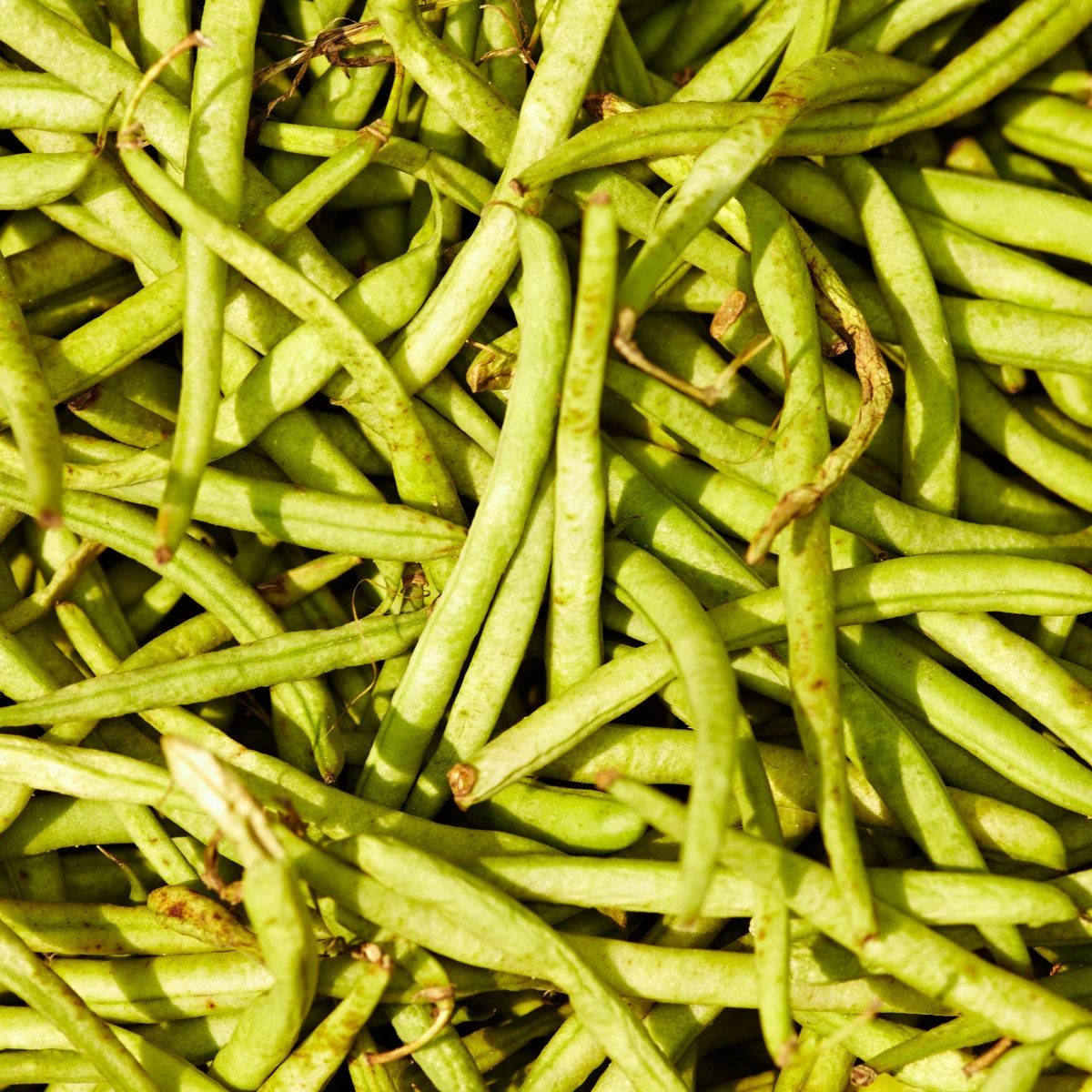 Fazole zahradní tyčková Hilda - Phaseolus vulgaris L. - semena fazole - 20 ks