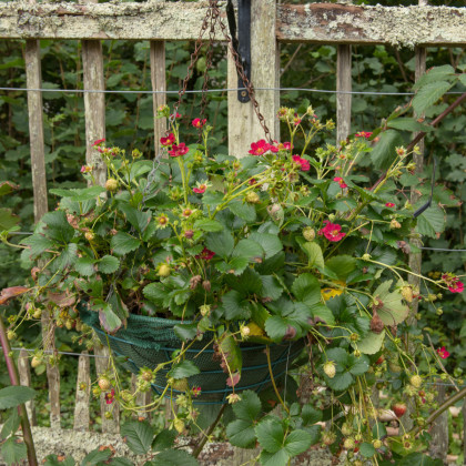 Jahodník velkoplodý Temptation  - Fragaria ananassa - semena jahodníku - 10 ks