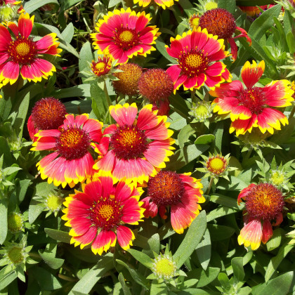 Kokarda jednoduchá - Gaillardia pulchella - semena kokardy - 0,3 g