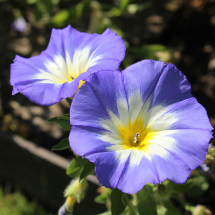 Svlačec trojbarevný Royal Ensign - Convolvulus tricolor - semena svlačce - 50 ks