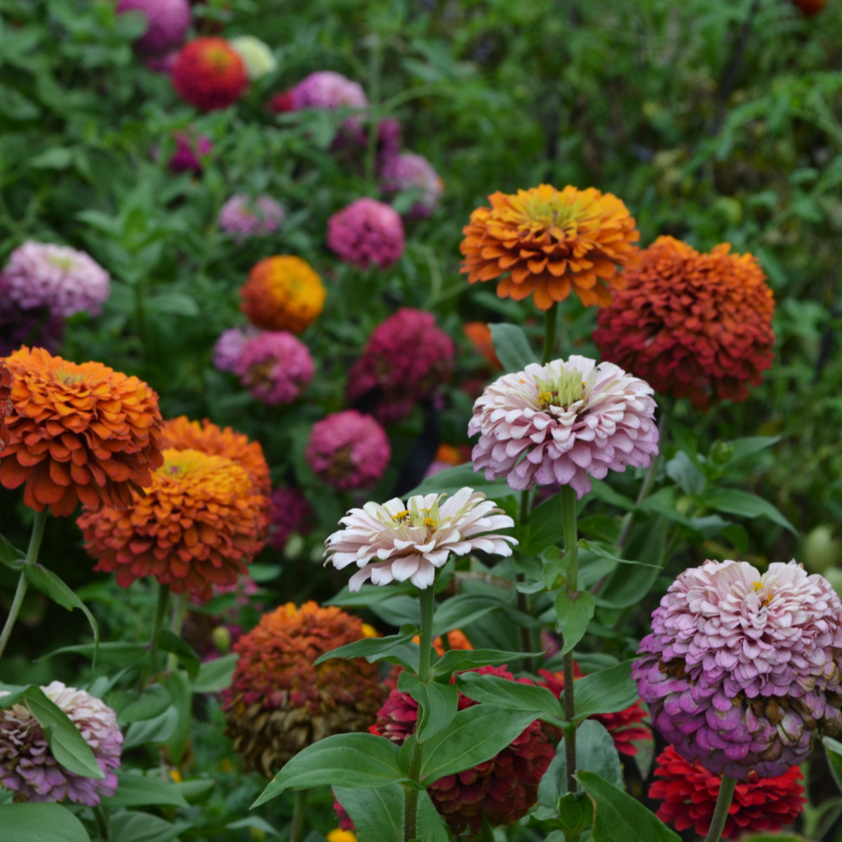 Ostálka lepá vysoká směs - Zinnia elegans mix - semena ostálky - 50 ks
