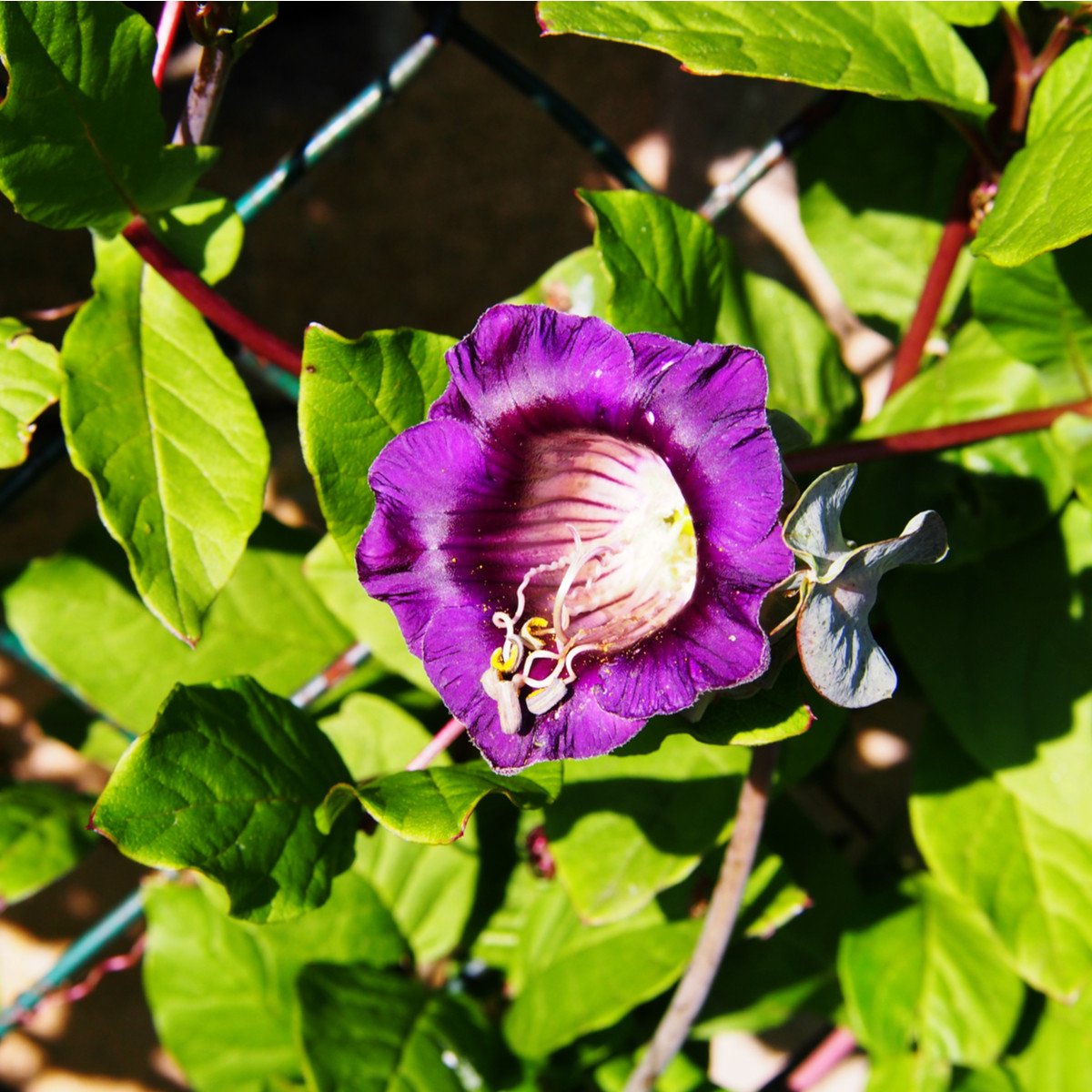 Vilec šplhavý modrý - Cobaea scandens - semena vilce - 7 ks