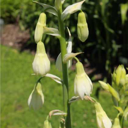 Litoška - Galtonia candicans - cibule litošky - 1 ks