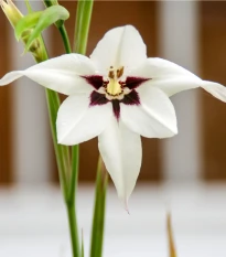 Acidanthera - Acidanthera - hlízy acidanthery - 4 ks