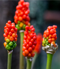 Áron červený - Arum italicum - hlízy áronu - 2 ks
