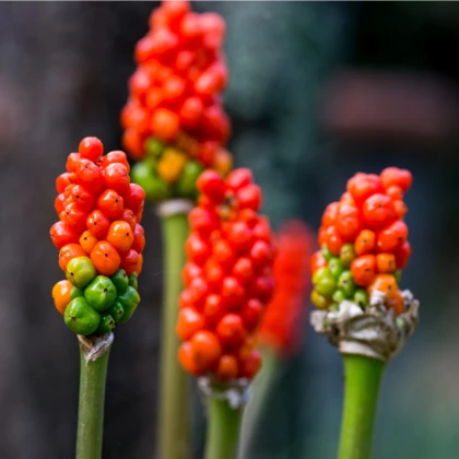 Áron červený - Arum italicum - hlízy áronu - 2 ks