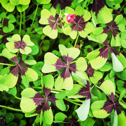 Šťavel růžový - Čtyřlístek - Oxalis deppei - hlízy šťavelu - 3 ks