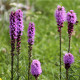 Šuškarda fialová - Liatris spicata - hlízy šuškardy  - 5 ks