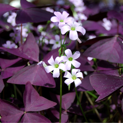 Šťavel trojhranný - Oxalis triangularis - hlízy šťavelu - 3 ks