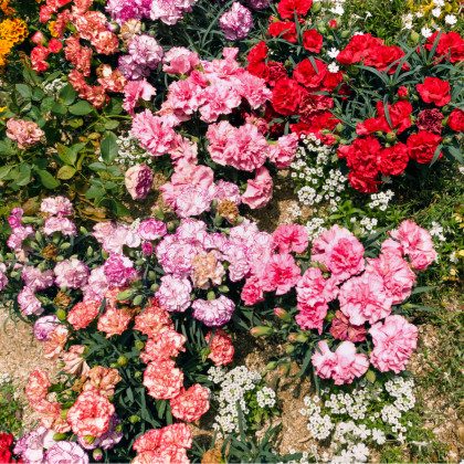 Hvozdík trpasličí mix barev - Dianthus caryophyllus - semena hvozdíku - 130 ks