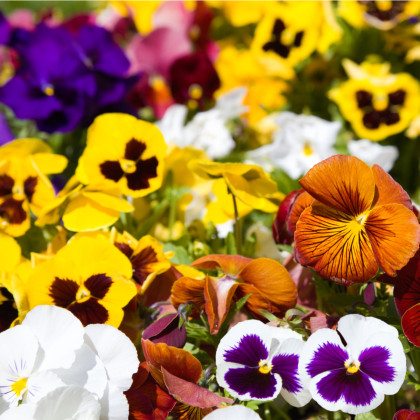 Maceška Hiemalis směs barev - Viola wittrockiana - semena macešky - 200 ks