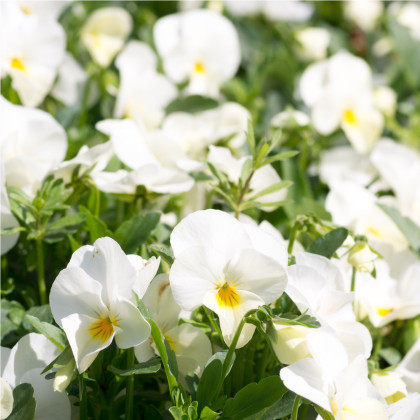 Maceška Schweizer Riesen Firnenschnee - Viola wittrockiana - semena macešky - 200 ks