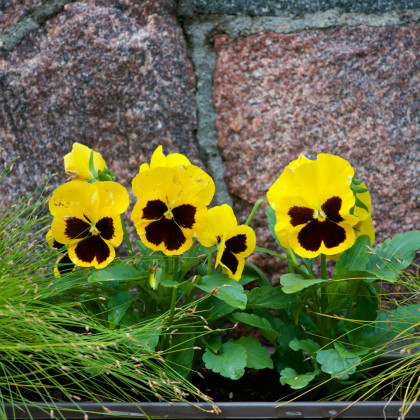 Maceška Schweizer Riesen Goldgelb - Viola wittrockiana - semena macešky - 200 ks