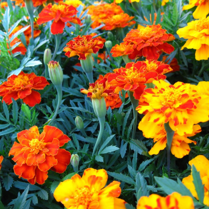 Aksamitník rozkladitý Bolero - Tagetes patula nana - semena aksamitníku - 0,3 g