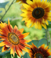 Słonecznik Fantazja Mix F1 - Helianthus annuus - nasiona słonecznika - 6 szt.