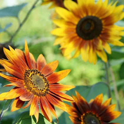 Słonecznik Fantazja Mix F1 - Helianthus annuus - nasiona słonecznika - 6 szt.