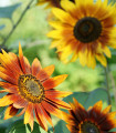Słonecznik Fantazja Mix F1 - Helianthus annuus - nasiona słonecznika - 6 szt.