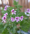 Pelargonie vonná Attar of Roses - Pelargonium capitatum - semena - 4 ks