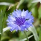 Chrpa modrá - Centaurea cyanus - semena chrpy - 30 ks