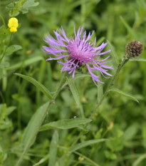 Chrpa Lesser Knapweed - Centaurea nigra - semena chrpy - 120 ks