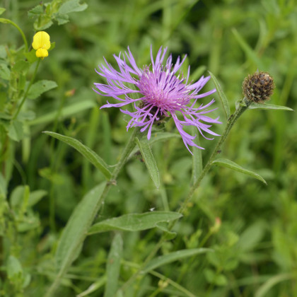 Chrpa Lesser Knapweed - Centaurea nigra - semena chrpy - 120 ks