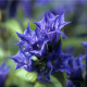 Hořec tolitovitý - Gentiana asclepiadea - semena hořce - 10 ks