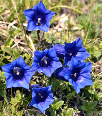 Hořec bezlodyžný - Gentiana acaulis - semena hořce - 8 ks