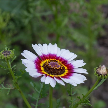 Kopretina kylnatá směs - Chrysanthemum carinatum mix - semena kopretiny - 100 ks