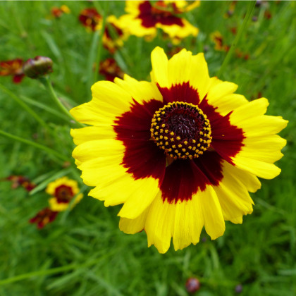 Krásnoočko vysoké dvoubarevné - Coreopsis tinctoria - semena krásnoočka - 50 ks