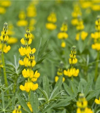 Lupina žlutá - Lupinus luteus - semena lupiny - 13 ks