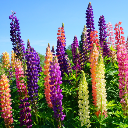 Lupina mnoholistá směs - Lupinus polyphyllus mix - semena lupiny - 20 ks