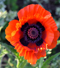 Mák turecký - Papaver glaucum - semena - 0,2 g