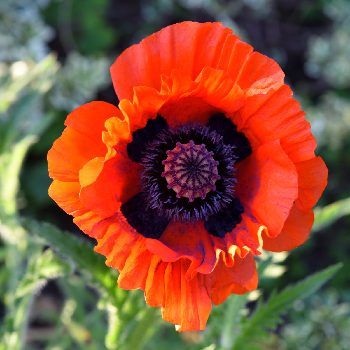 Mák turecký - Papaver glaucum - semena - 0,2 g