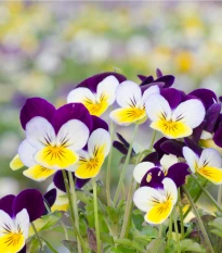 Violka rohatá Miss Helen Mount - Viola cornuta - semena violky - 100 ks