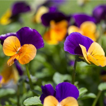 Violka rohatá směs - Viola cornuta - semena violky - 300 ks