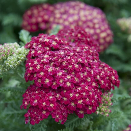 Řebříček obecný Cerise Queen - Achillea millefolium - semena řebříčku - 500 ks