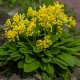 Prvosenka jarní - Primula veris - semena prvosenky - 50 ks
