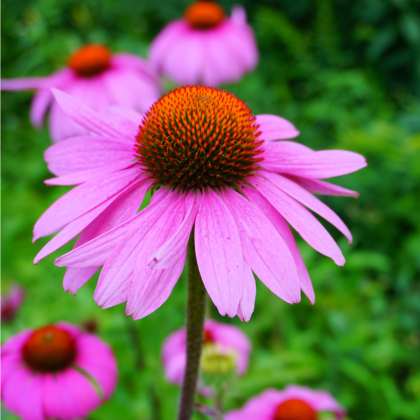Třapatkovka nachová - Echinacea purpurea - semena třapatkovky - 15 ks