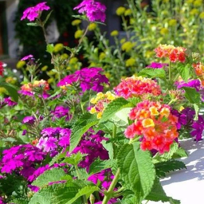 Letničky polovysoké - semena letniček - směs letniček - 0,9 g