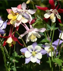 Orlíček velkokvětý směs - Aquilegia caerulea - semena orlíčku - 250 ks
