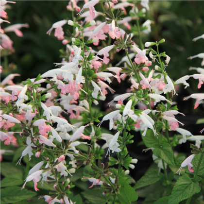 Šalvěj šarlatová Hummingbird - Salvia coccinea - semena - 10 ks