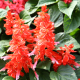 Šalvěj zářivá Blaze of Fire - Salvia splendens - semena šalvěje - 15 ks