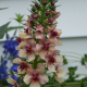 Divizna brunátná směs - Verbascum phoeniceum - semena divizny - 300 ks
