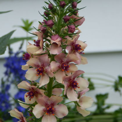 Divizna brunátná směs - Verbascum phoeniceum - semena divizny - 300 ks