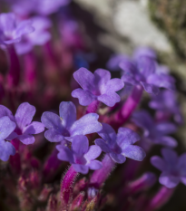Sporýš lékařský - Verbena officinalis - semena sporýše - 200 ks