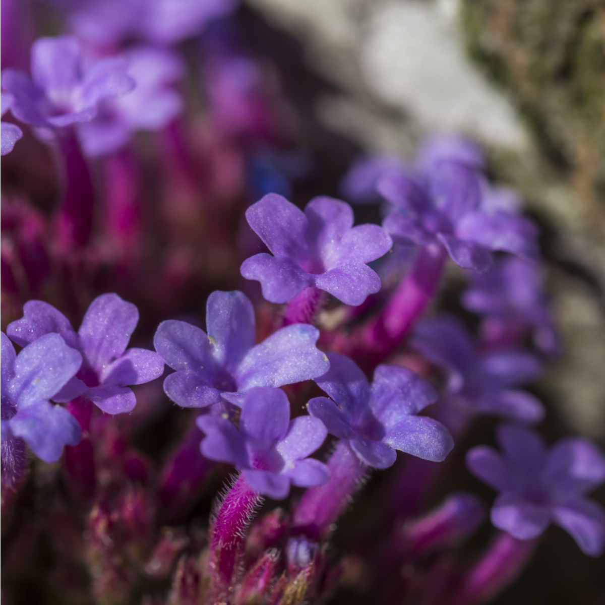 Sporýš lékařský - Verbena officinalis - semena sporýše - 200 ks