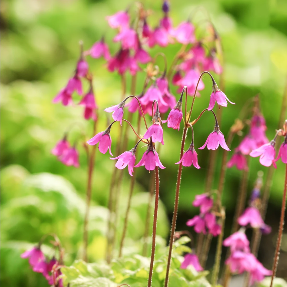 Kruhatka Matthiolova - Cortusa matthioli - semena kruhatky - 10 ks