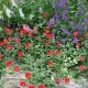 Letničky polovysoké - semena letniček - směs letniček - 0,9 g