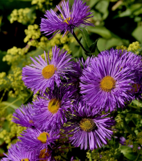 Hvězdnice chlumní - Aster amellus - semena hvězdnice - 70 ks